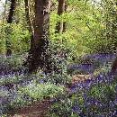 Bluebells in Norsey Wood, Billericay