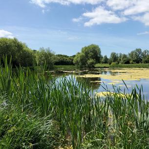 Ponds and Lakes 1