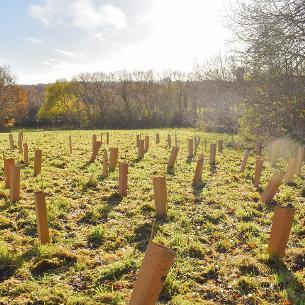 Tree Planting and Management 2