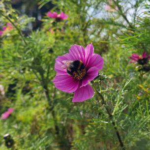 Bee in flower