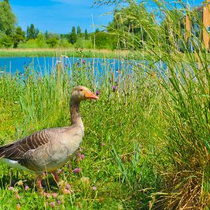 duck at gloucester park