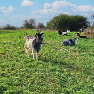 goats at wat tyler heights