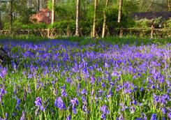 Bluebells Norsey Wood